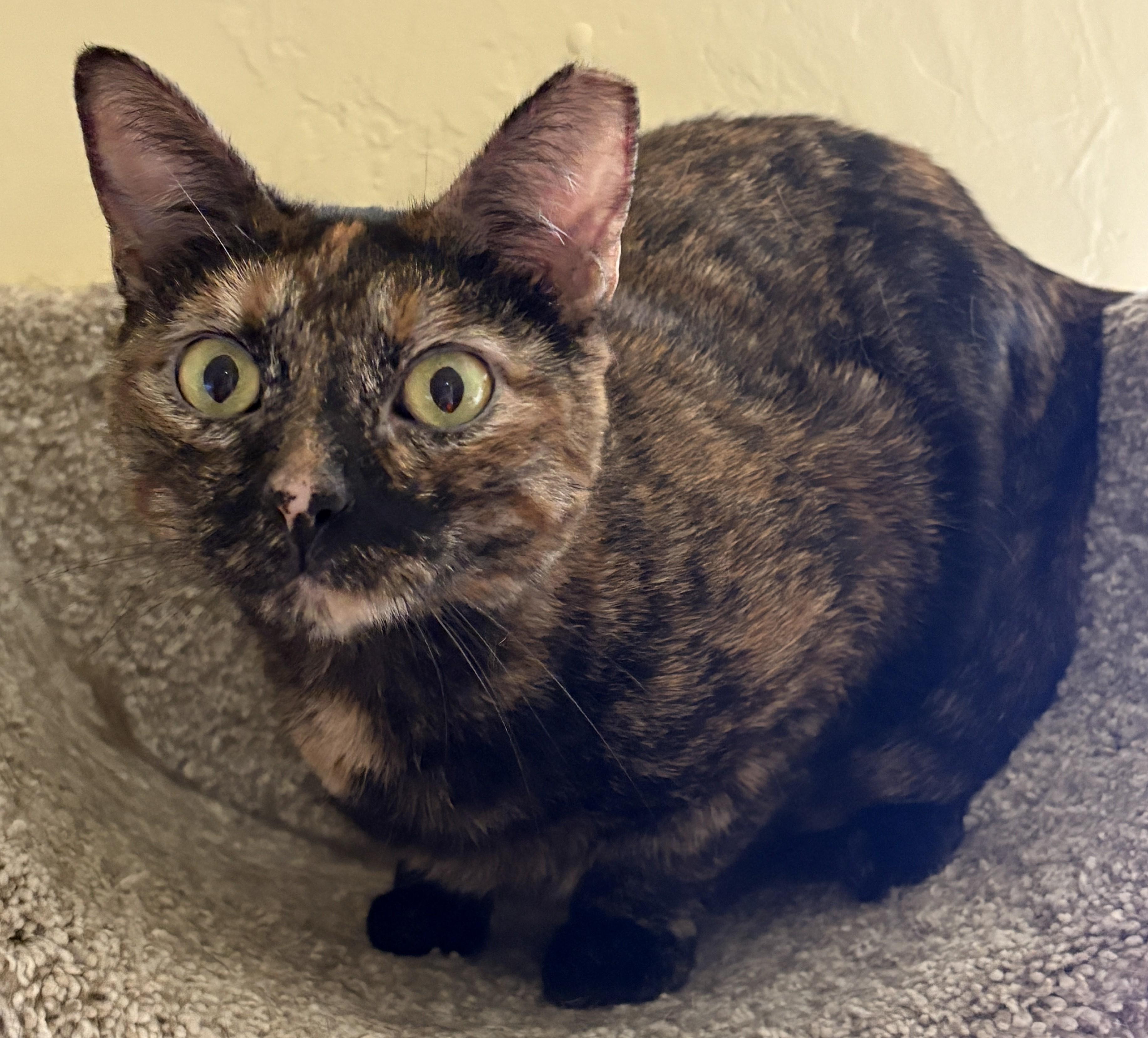 MISS KITTY, a ADOPTABLE Tortoiseshell in Prescott, AZ image 2/5