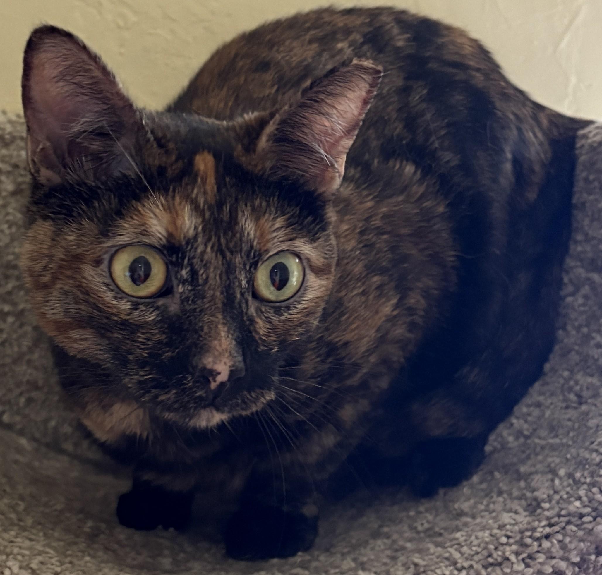 MISS KITTY, a ADOPTABLE Tortoiseshell in Prescott, AZ image 1/5