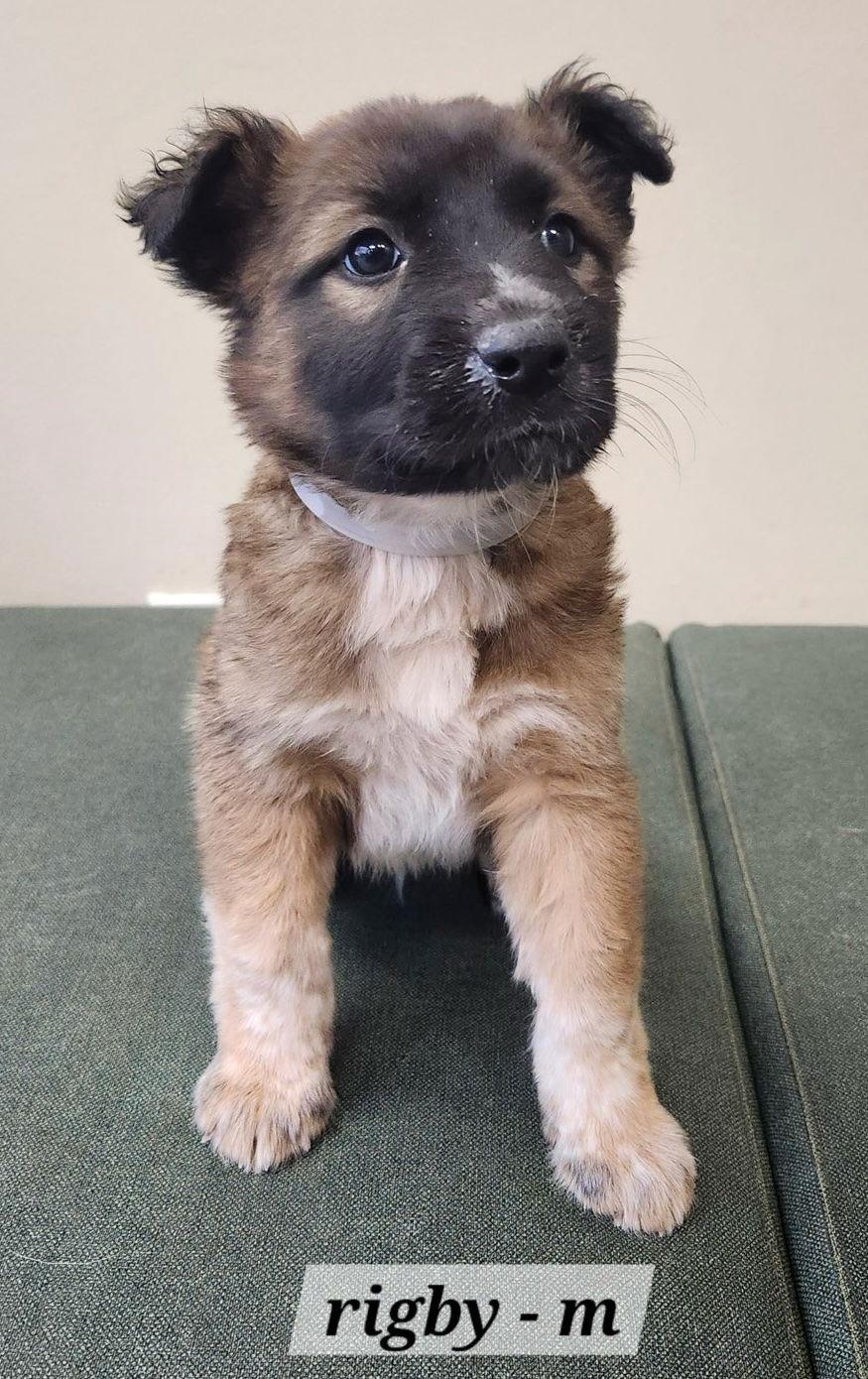 Enlarge Rigby CA, a Adopted Shepherd in Hillside, IL image 1/1
