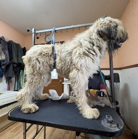 Enlarge Alpha, a Adopted Bouvier des Flandres in Dover, DE image 2/2
