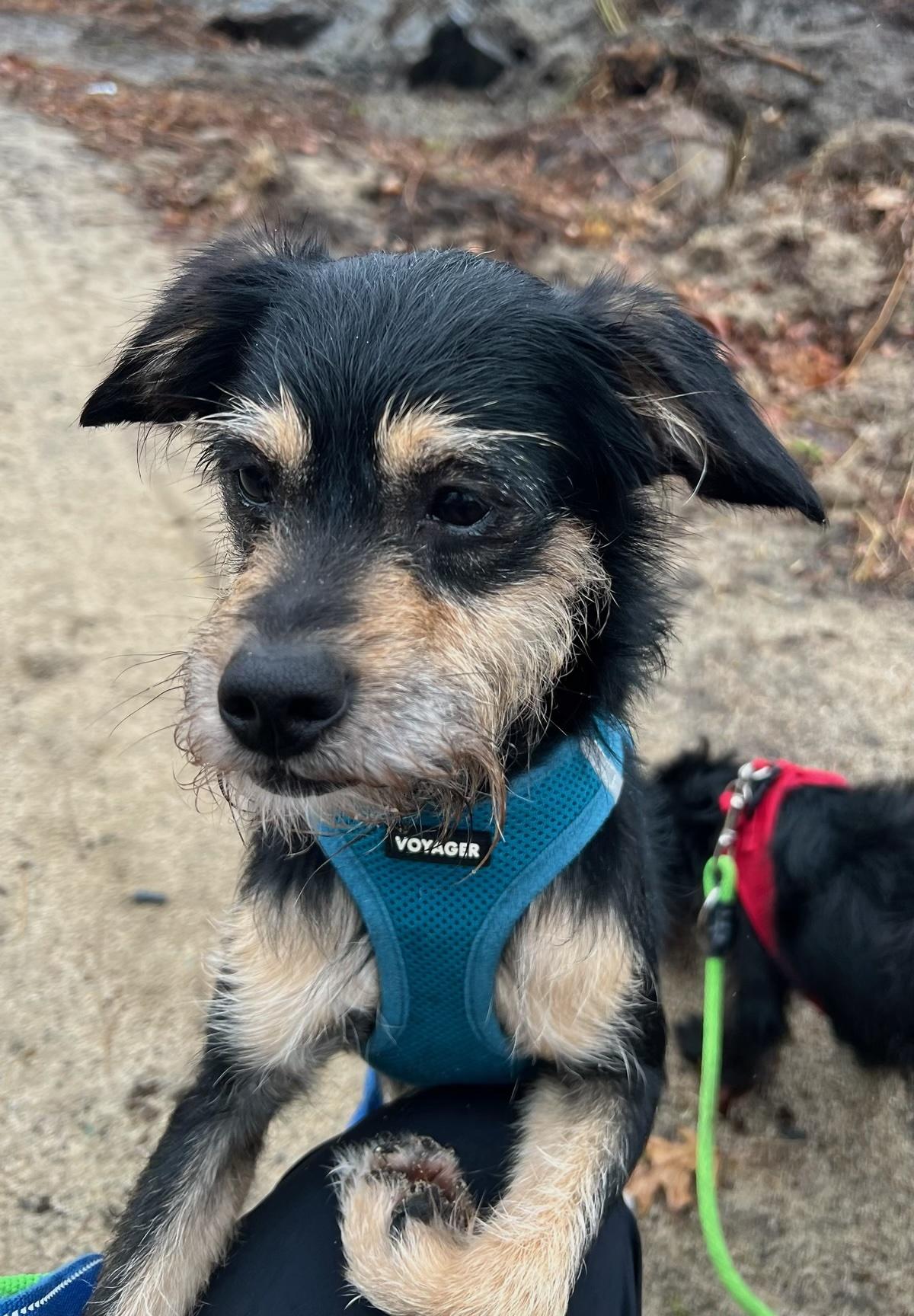 Enlarge Jangle, an adopted Mixed Breed in Milton, MA image 1/1