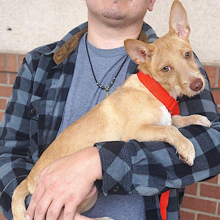Enlarge Landon, a Adoptable mixed breed in Carrollton, TX image 3/3