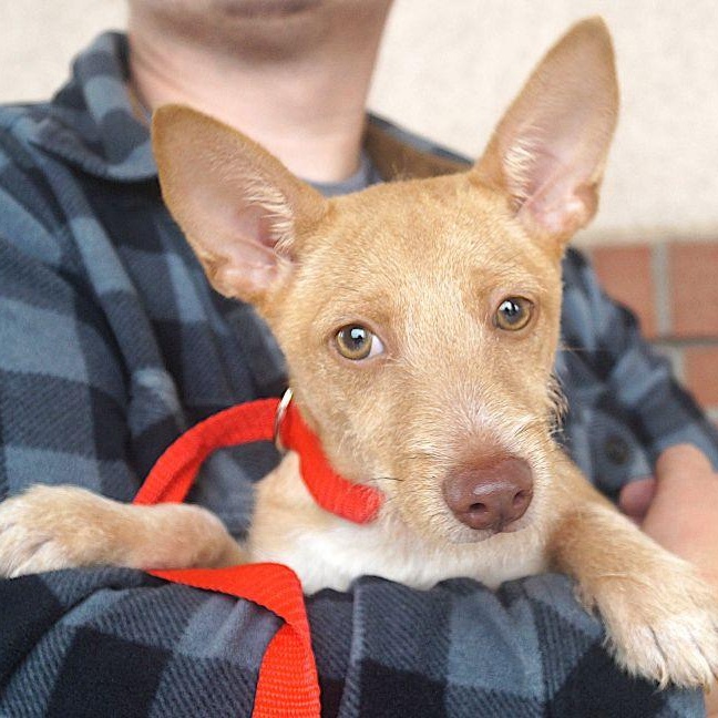 Enlarge Landon, a Adoptable mixed breed in Carrollton, TX image 2/3