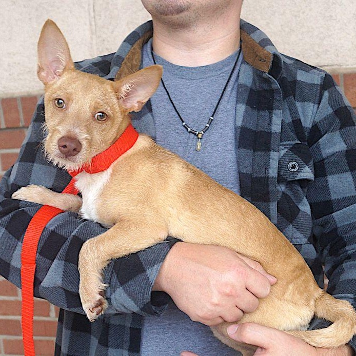Landon, Adoptable, Young Male Corgi & Cairn Terrier.