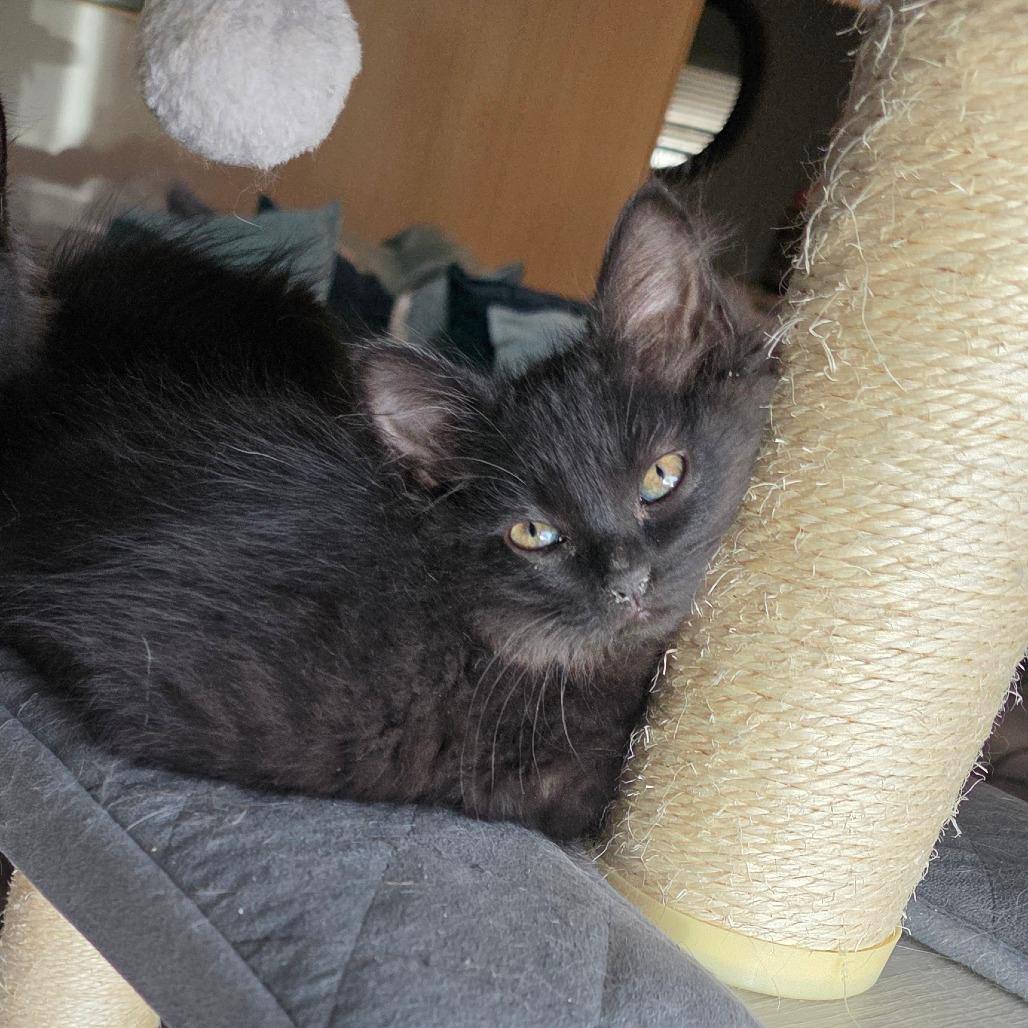 Ponzu, Adoptable, Kitten Female Domestic Medium Hair.