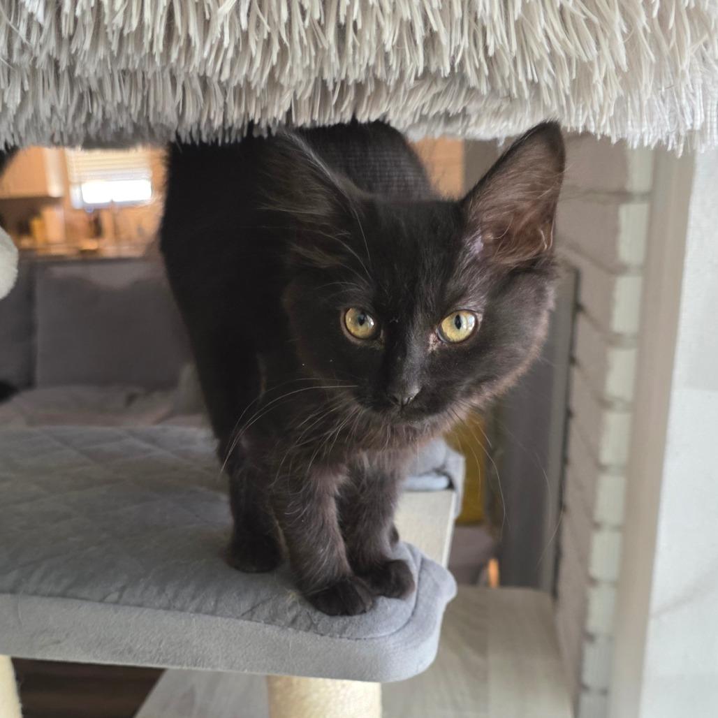 Enlarge Ponzu, a Adoptable Domestic Medium Hair in Fort Worth, TX image 2/4