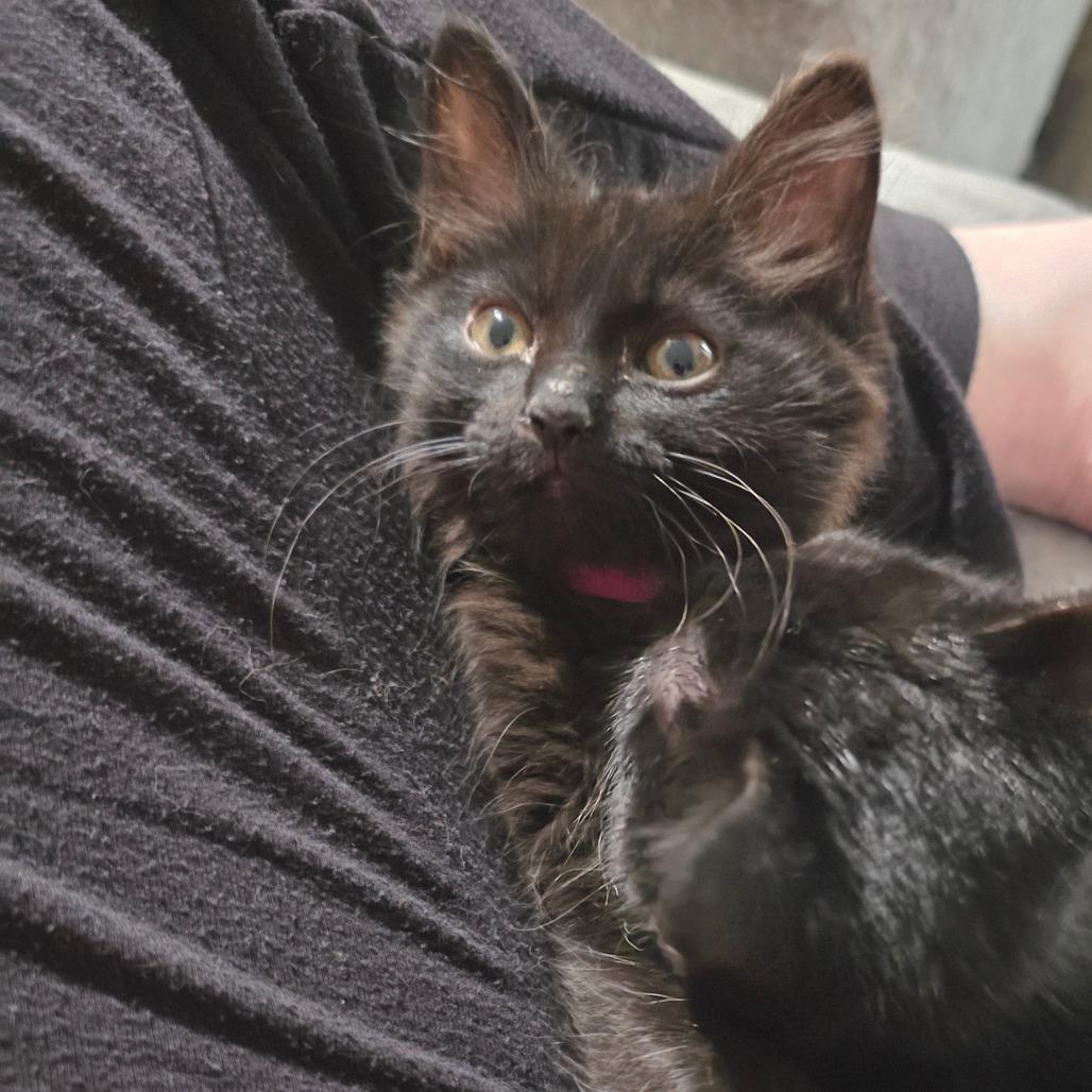 Enlarge Ponzu, a Adoptable Domestic Medium Hair in Fort Worth, TX image 3/4