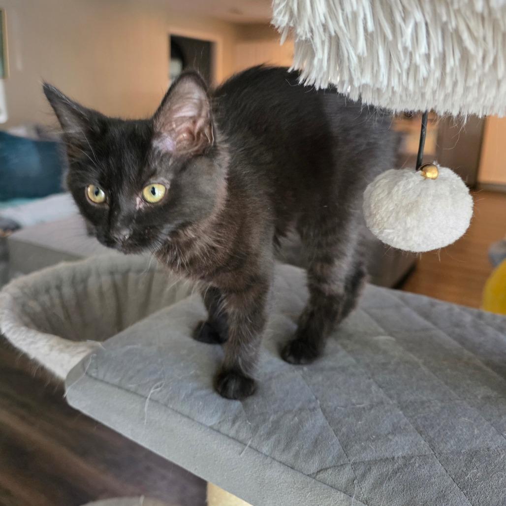 Enlarge Ponzu, a Adoptable Domestic Medium Hair in Fort Worth, TX image 4/4