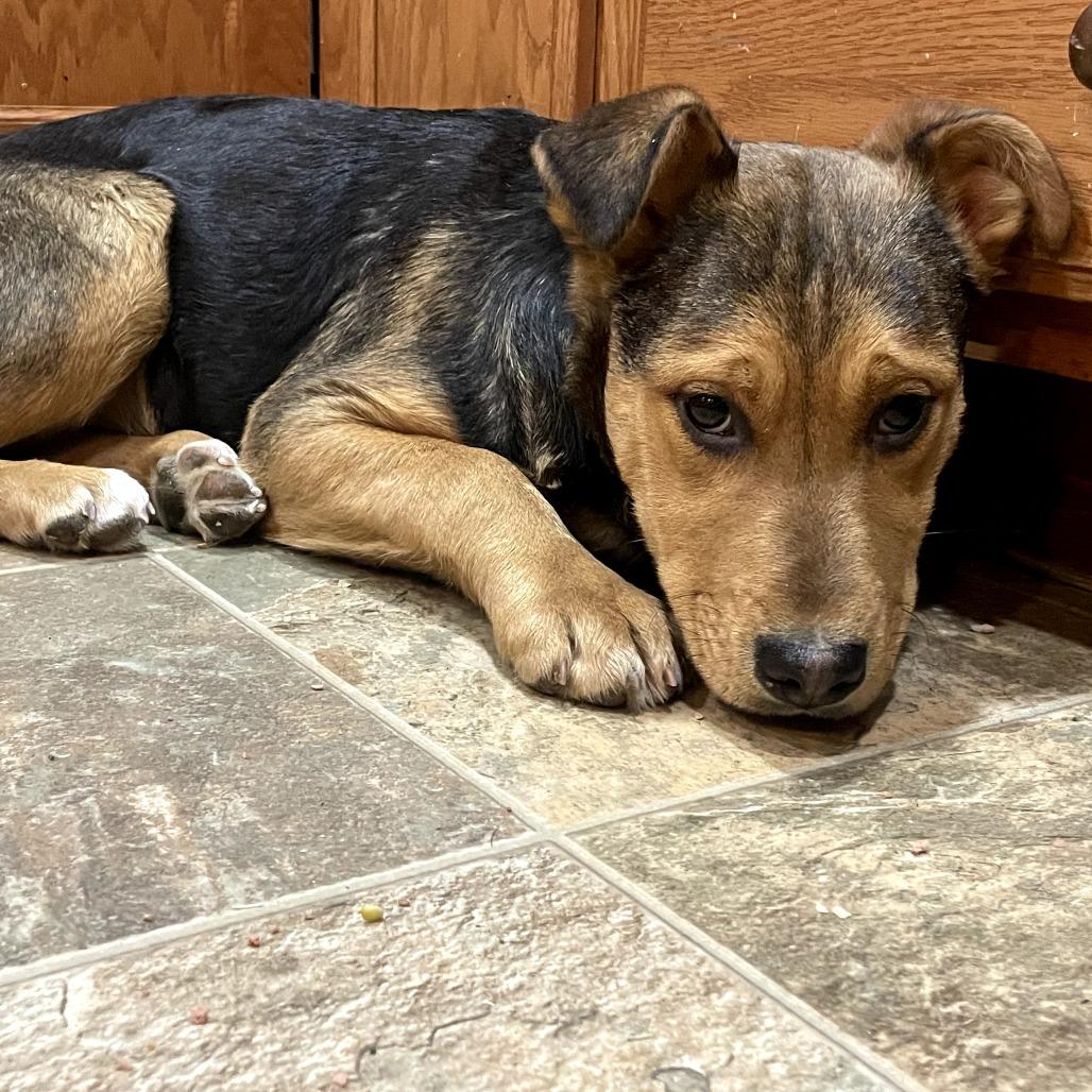 Raven, Adoptable, Puppy Female German Shepherd Dog.