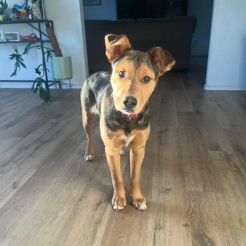 Enlarge Raven, a Adoptable mixed breed in Tacoma, WA image 2/6