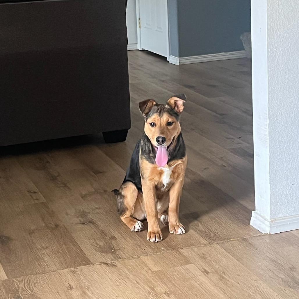 Enlarge Raven, a Adoptable mixed breed in Tacoma, WA image 3/6