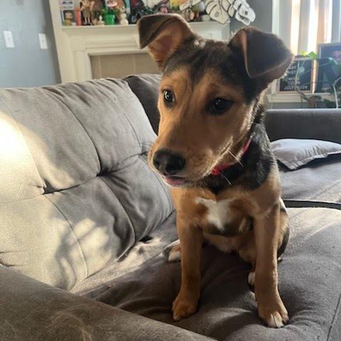 Enlarge Raven, a Adoptable mixed breed in Tacoma, WA image 4/6