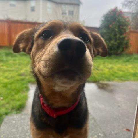 Enlarge Raven, a Adoptable mixed breed in Tacoma, WA image 5/6