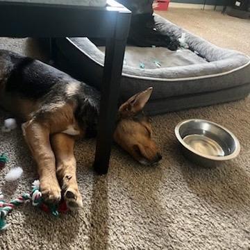 Enlarge Raven, a Adoptable mixed breed in Tacoma, WA image 6/6