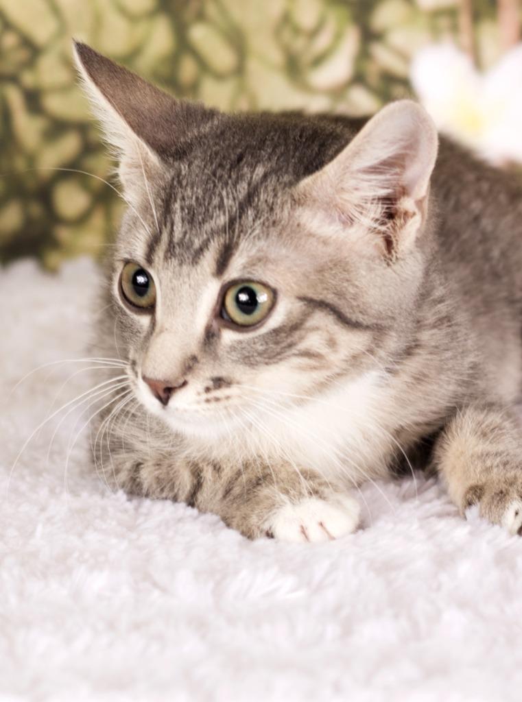 Enlarge Hubert, a Adoptable mixed breed in Gilbert, AZ image 1/1