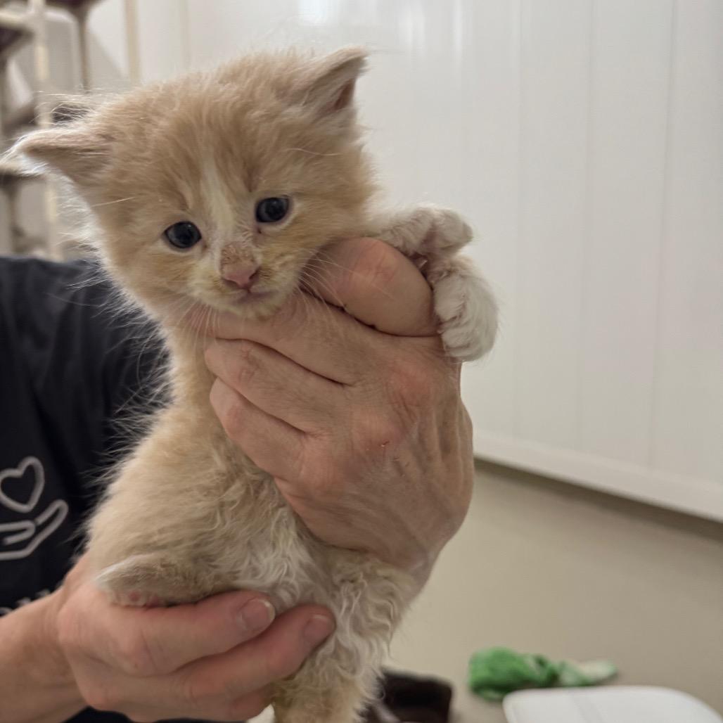 Enlarge Sebastian, a Adoptable Domestic Short Hair in Redwood Falls, MN image 1/1