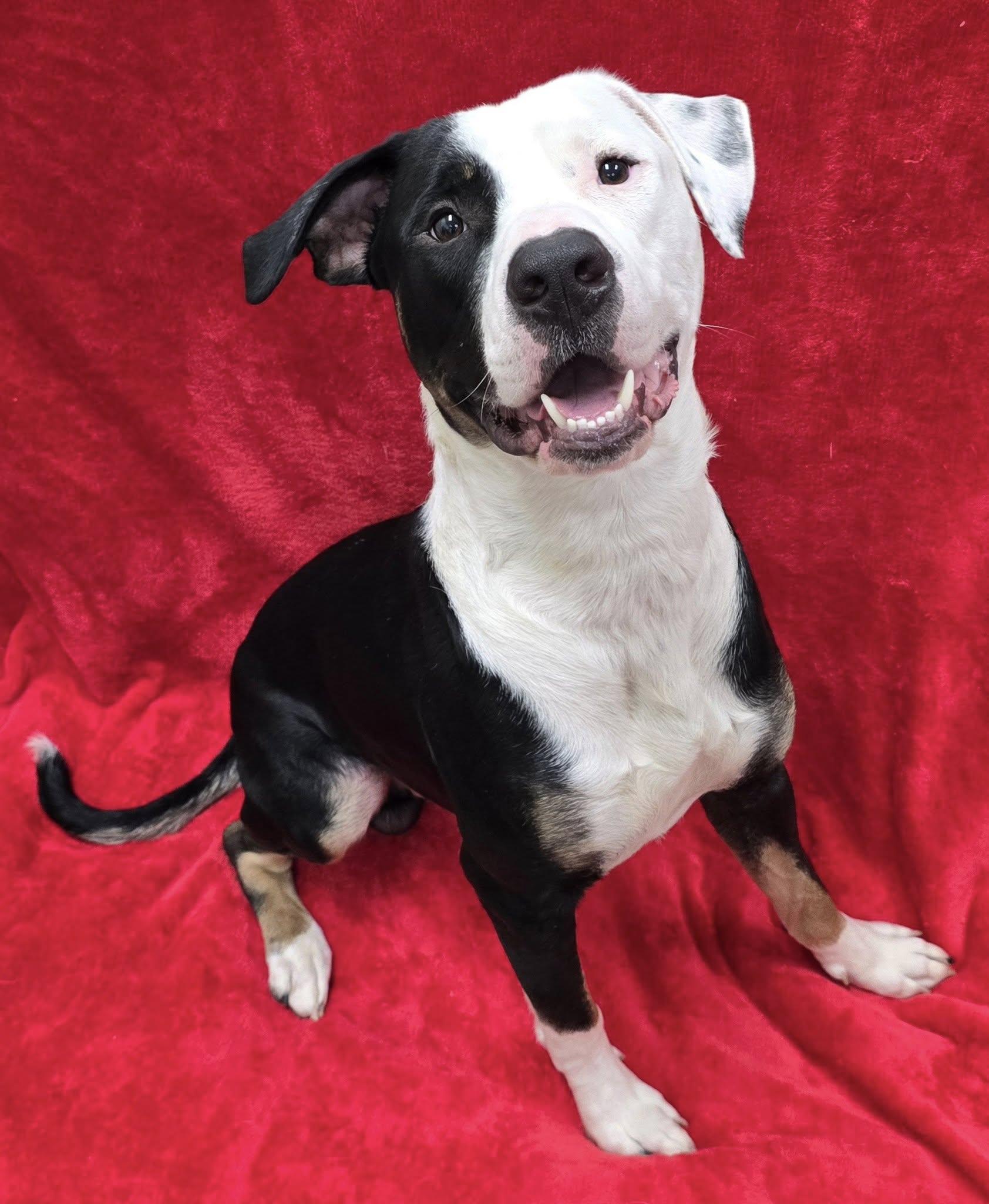 Enlarge Colt, a Adoptable mixed breed in Frankfort, IN image 2/5