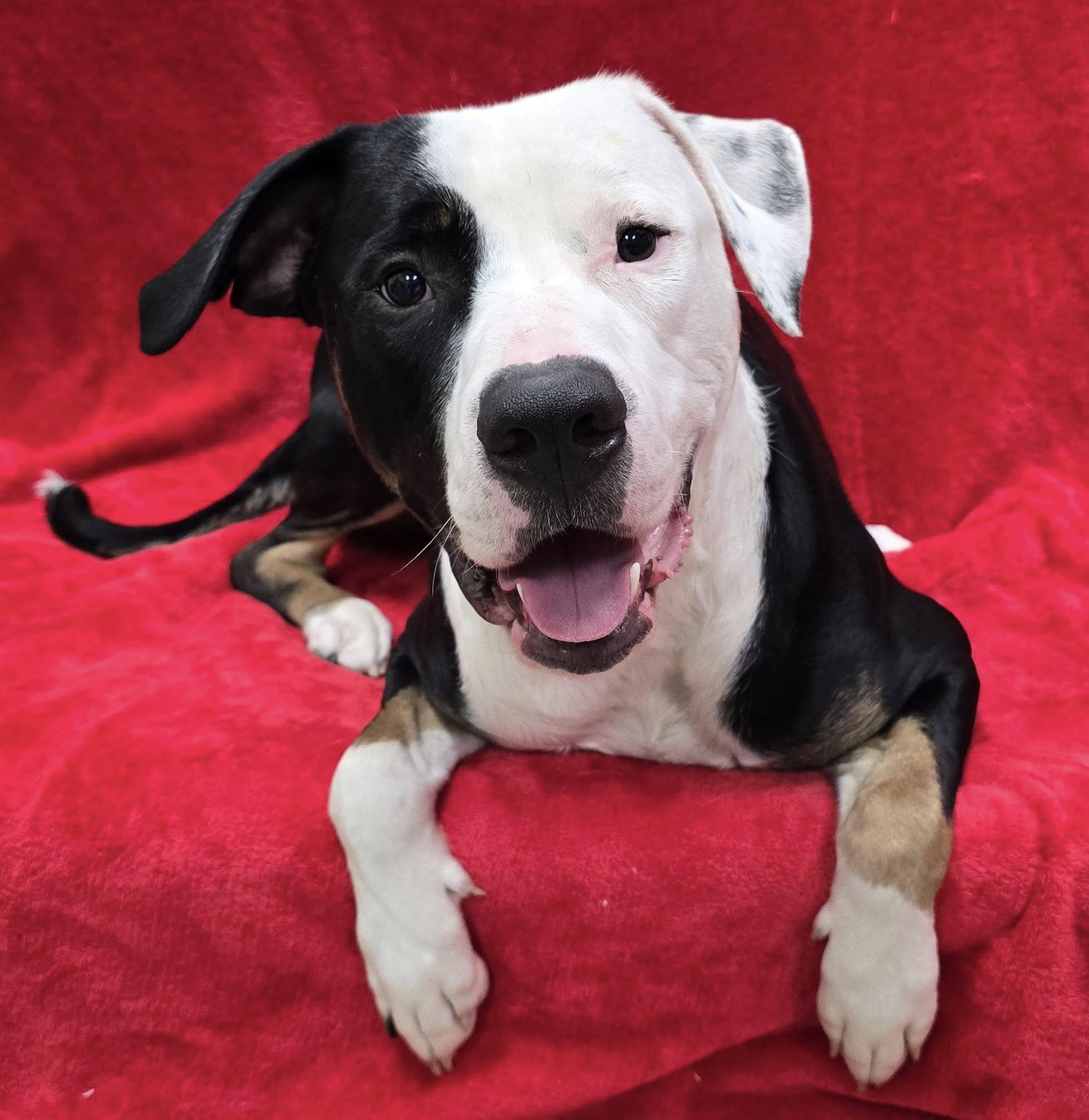 Enlarge Colt, a Adoptable mixed breed in Frankfort, IN image 4/5