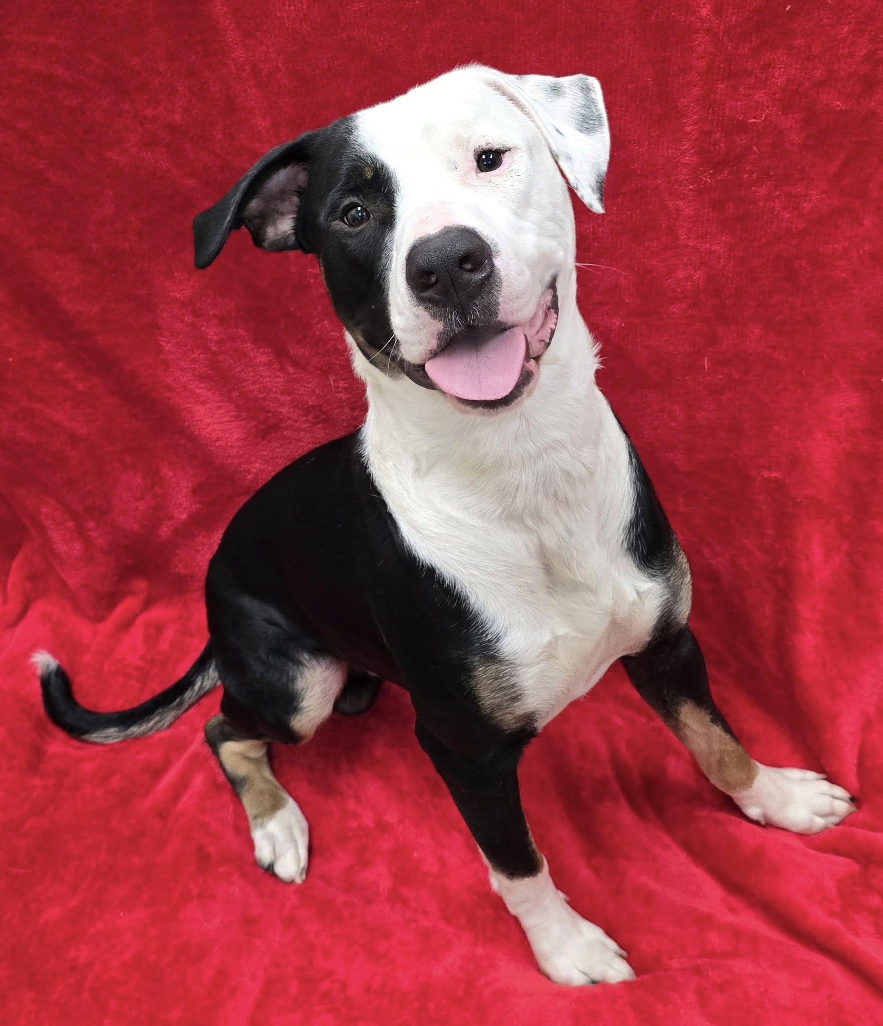 Enlarge Colt, a Adoptable mixed breed in Frankfort, IN image 5/5