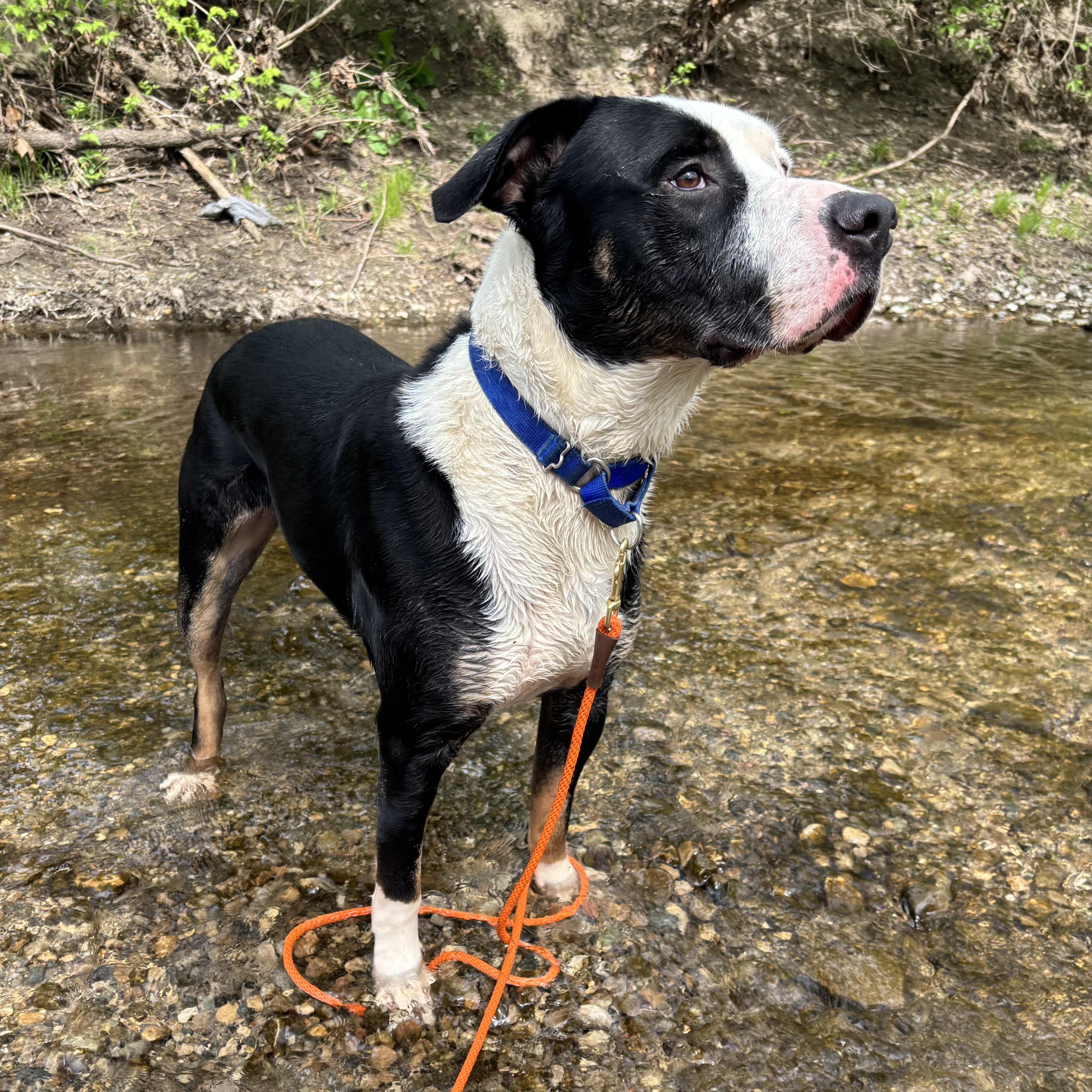 Colt, Adoptable, Young Male Mixed Breed.