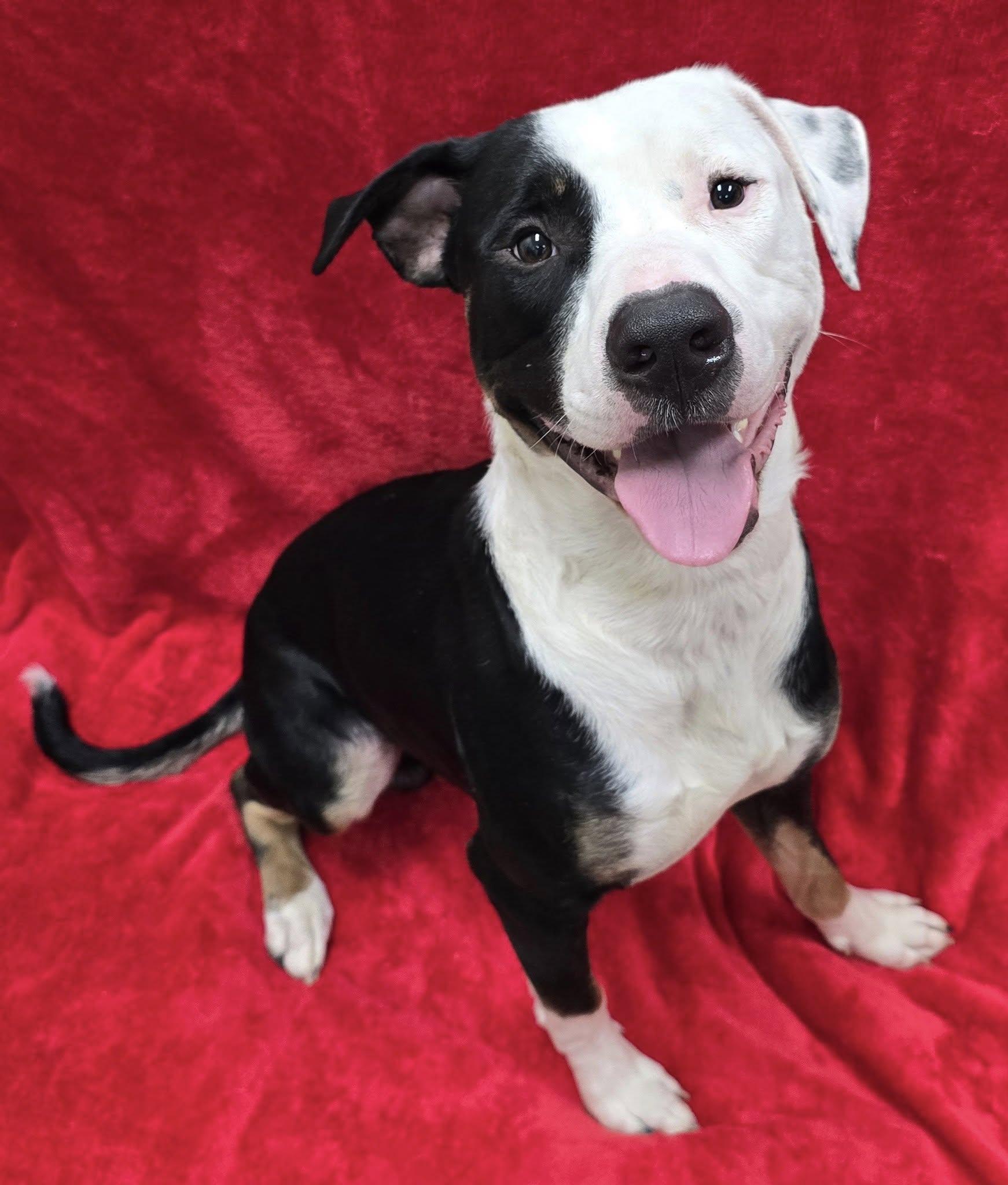 Colt, Adoptable, Adult Male Pit Bull Terrier.