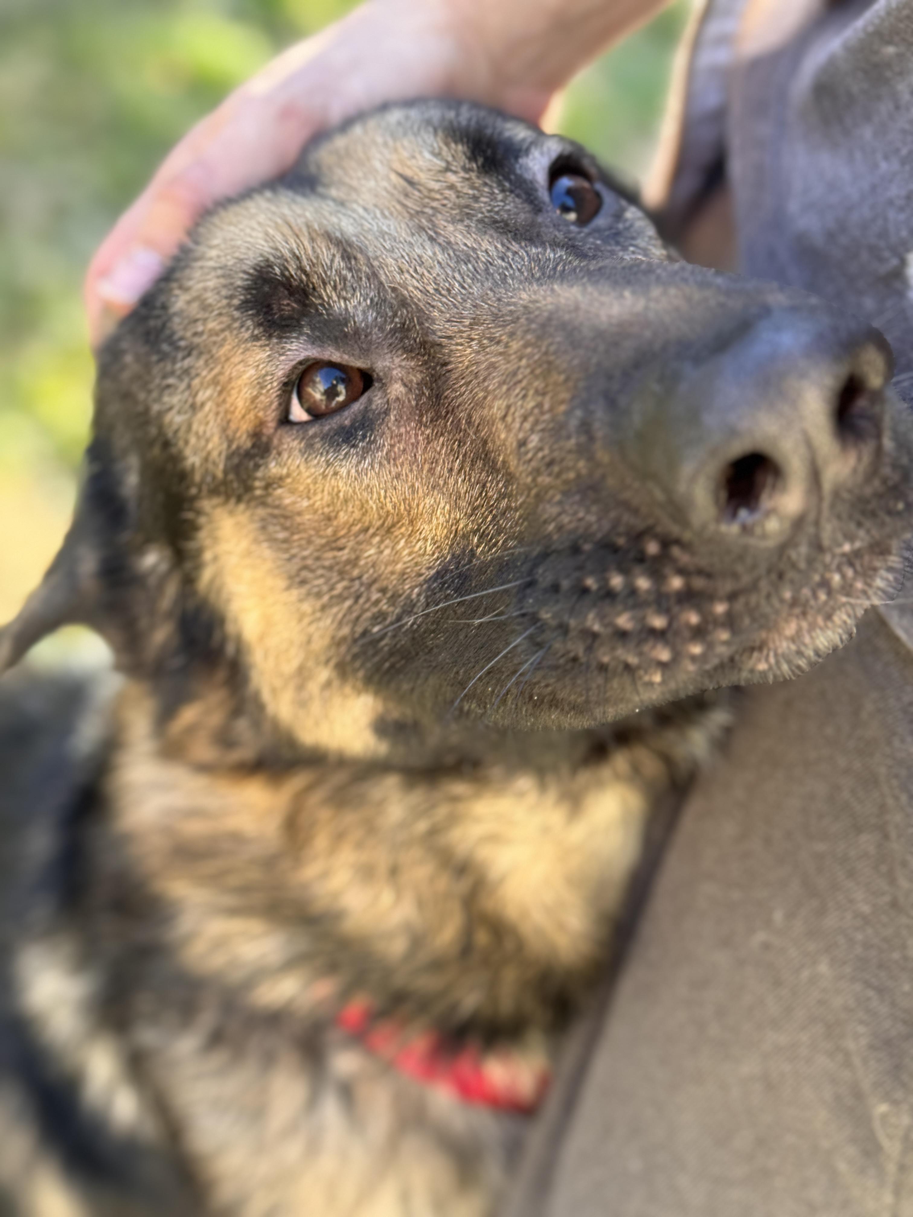 Beau, Adoptable, Young Male German Shepherd Dog.