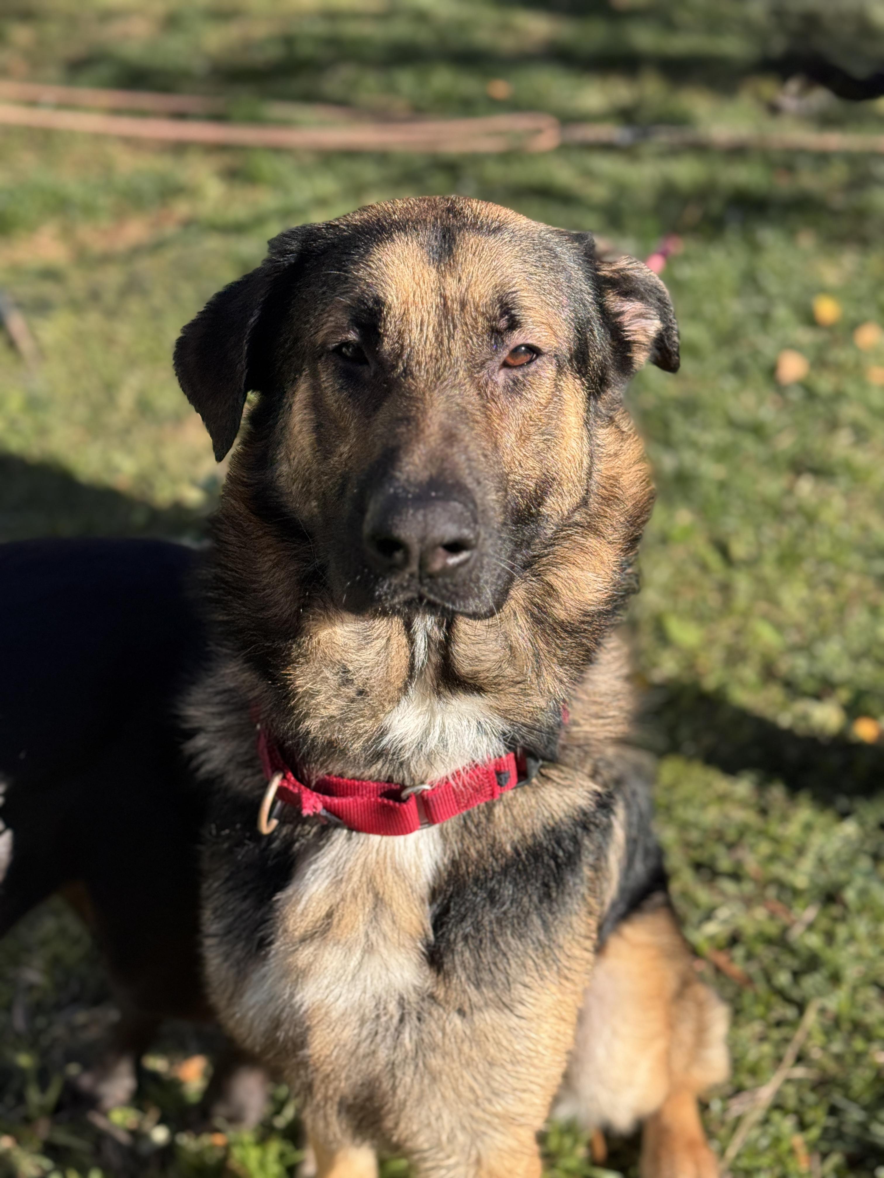 Enlarge Beau, a Adoptable German Shepherd Dog in Tarzana, CA image 2/6