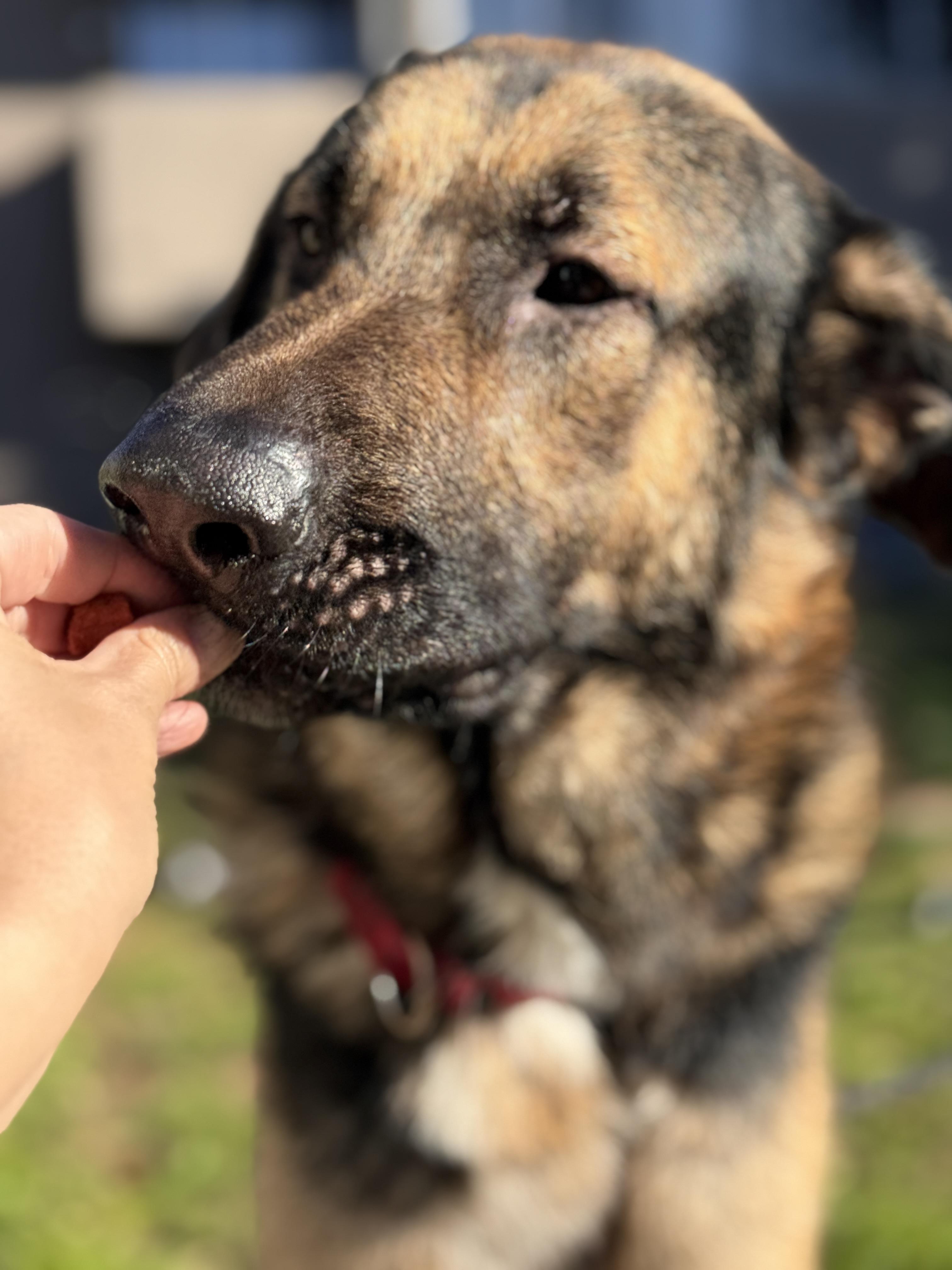 Enlarge Beau, a Adoptable German Shepherd Dog in Tarzana, CA image 3/6