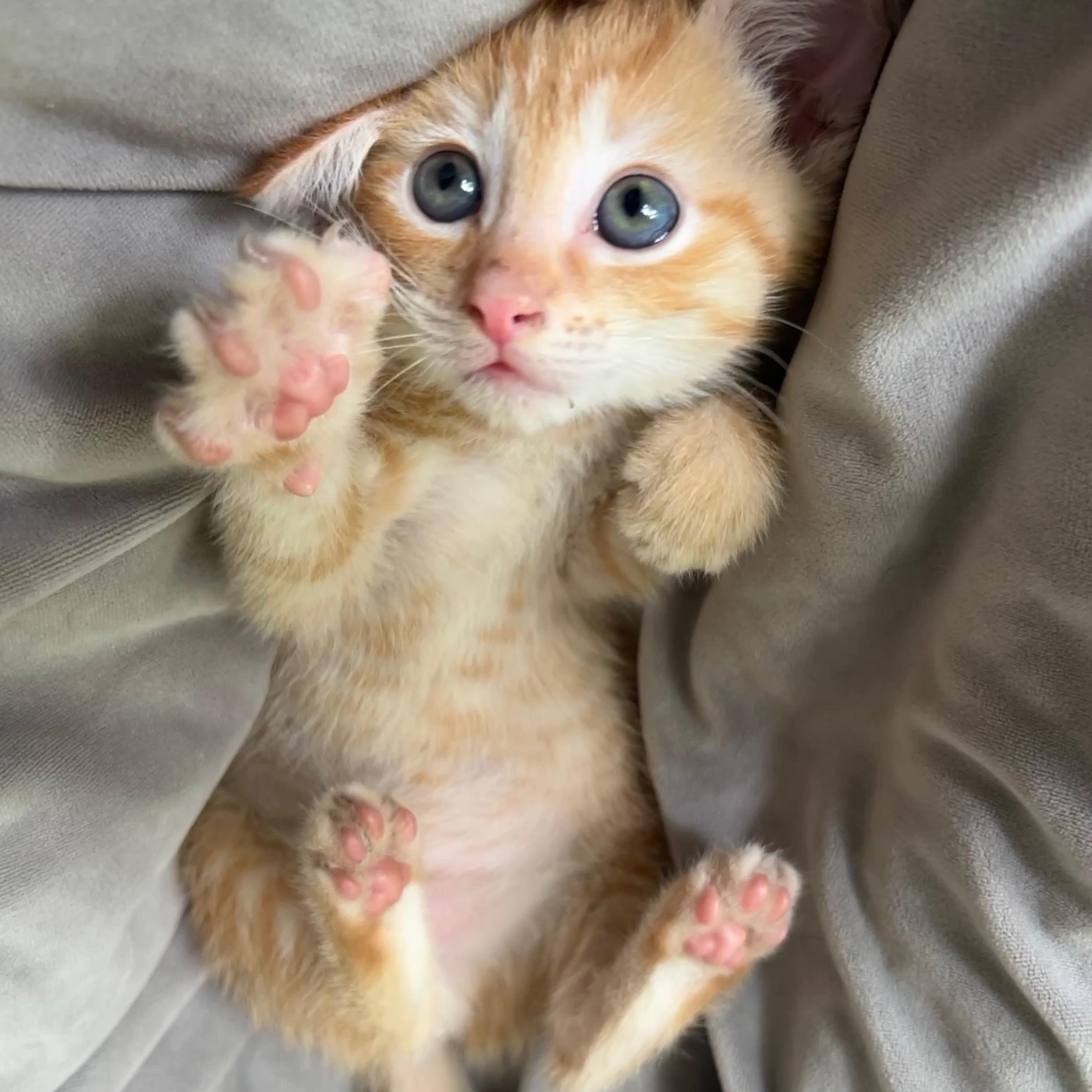 WASABI, a ADOPTABLE mixed breed in Wilmington, OH image 2/4