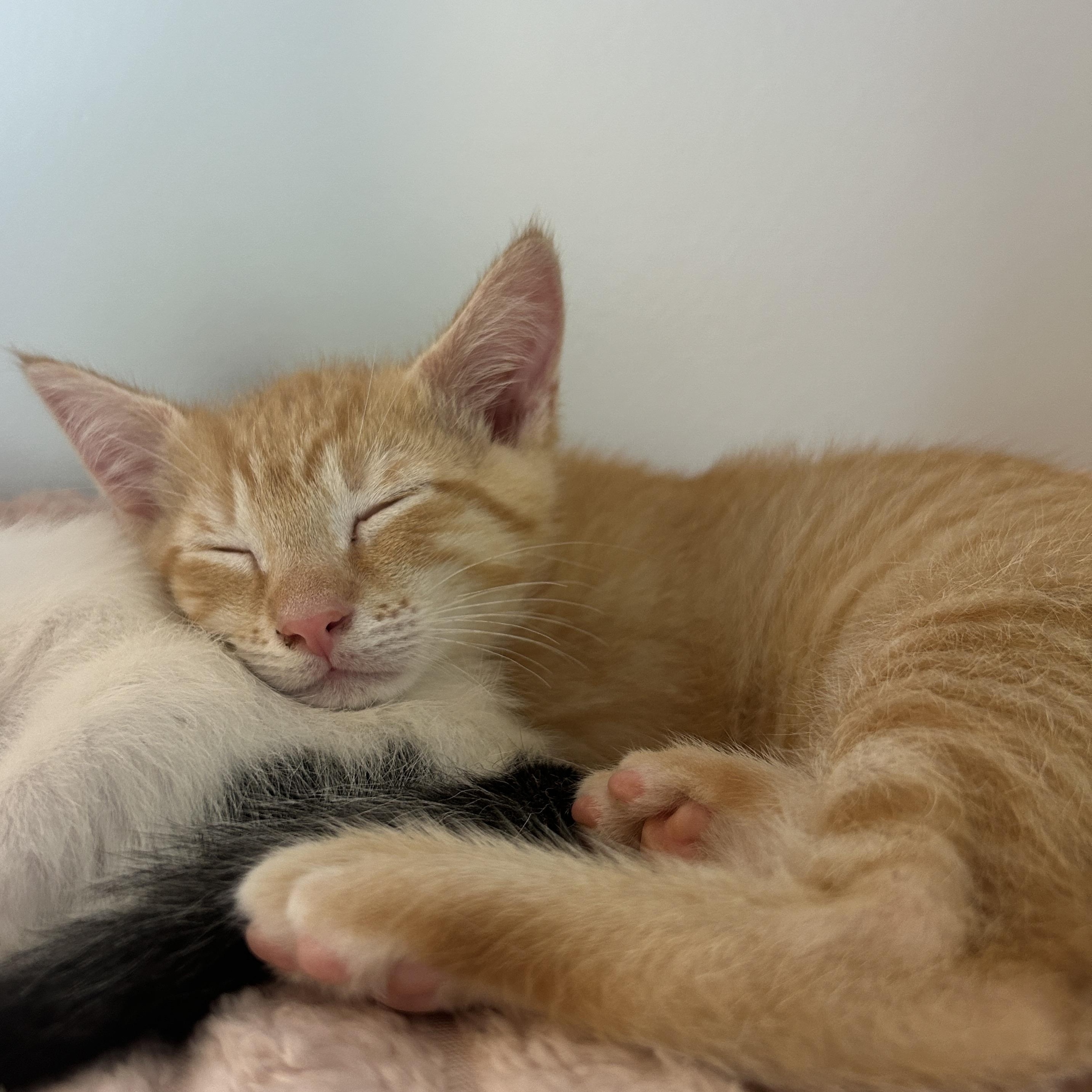 WASABI, a ADOPTABLE mixed breed in Wilmington, OH image 4/4