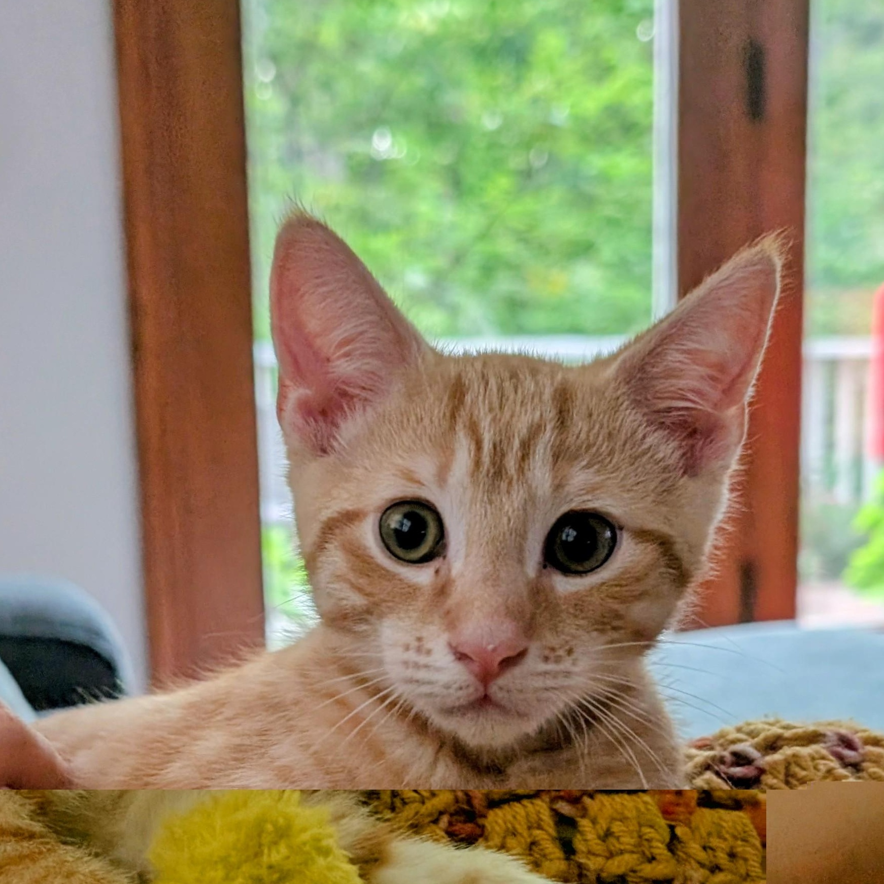WASABI, a ADOPTABLE mixed breed in Wilmington, OH image 1/4