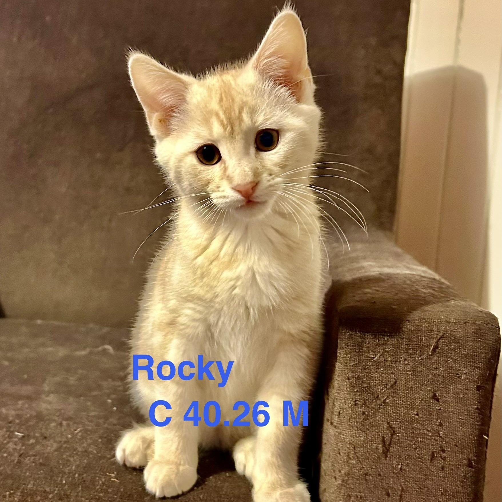 Foster Rocky, Adoptable, Kitten Male Domestic Short Hair.