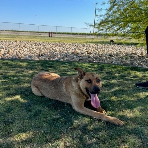 JERRY, a Adoptable mixed breed in Delano, CA image 1/5
