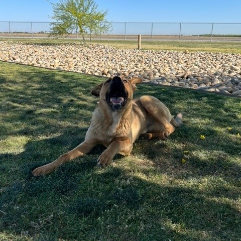JERRY, a Adoptable mixed breed in Delano, CA image 4/5