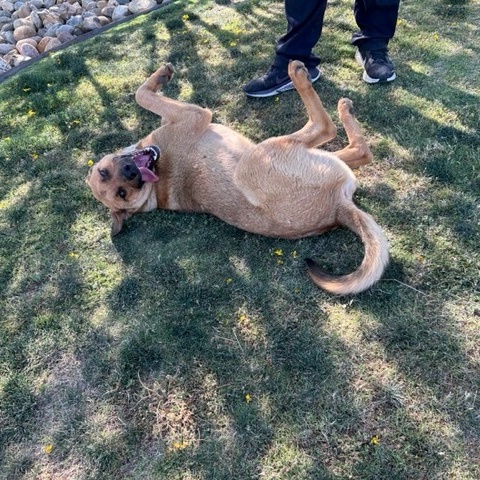 JERRY, a Adoptable mixed breed in Delano, CA image 5/5
