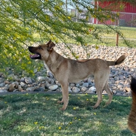 JERRY, a Adoptable mixed breed in Delano, CA image 3/5
