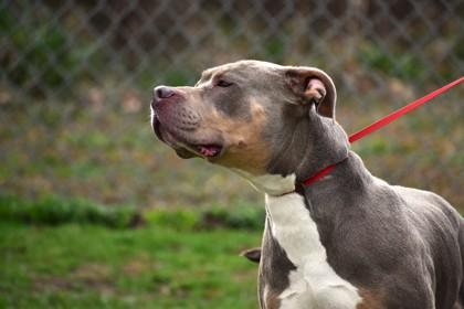Wiggles 83-26, Adoptable, Adult Male Pit Bull Terrier & Mixed Breed.