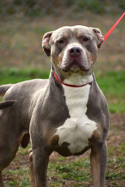 Wiggles 83-26, a Adoptable mixed breed in Cumming, GA image 2/2