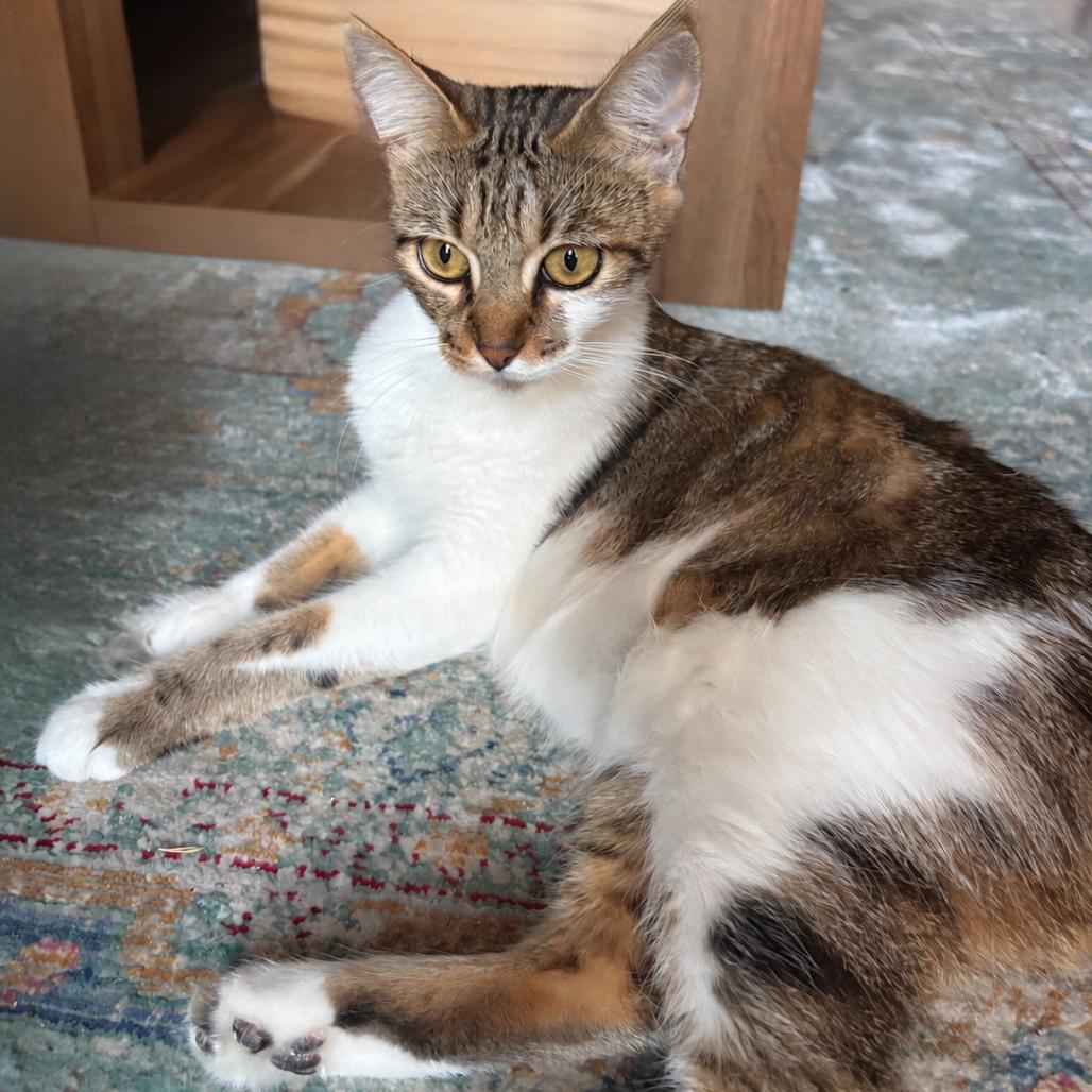 Air Jordan, Adoptable, Adult Female Domestic Short Hair.