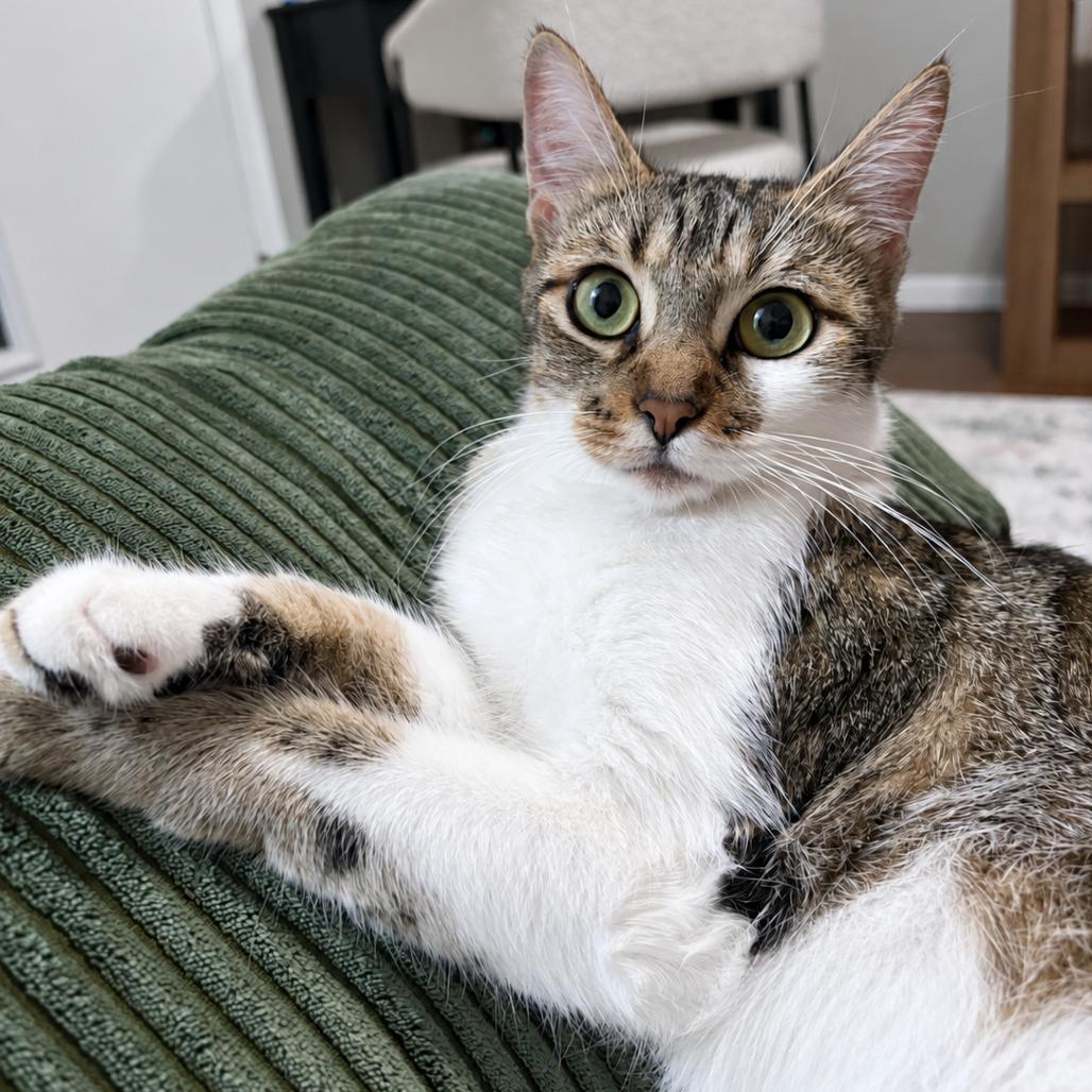 Enlarge Air Jordan, a Adoptable Domestic Short Hair in Austin, TX image 4/6