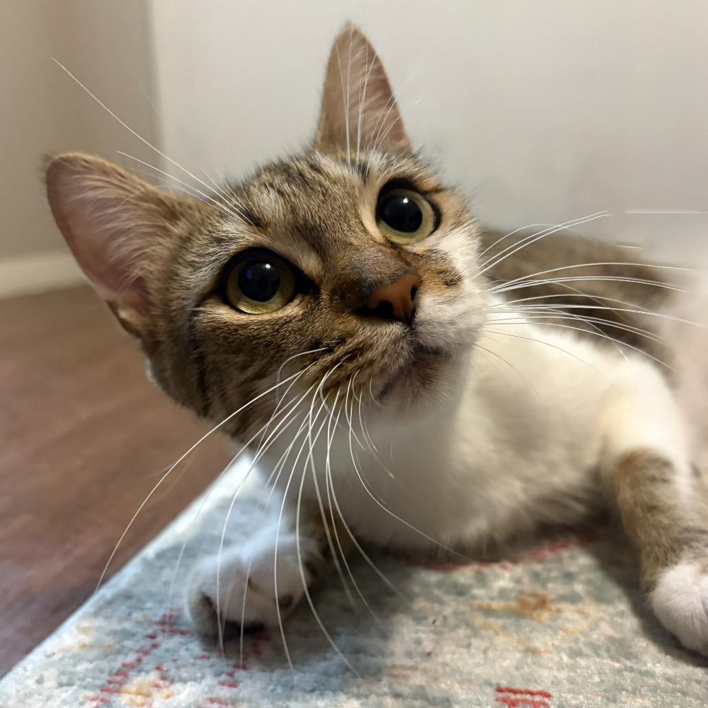 Enlarge Air Jordan, a Adoptable Domestic Short Hair in Austin, TX image 5/6