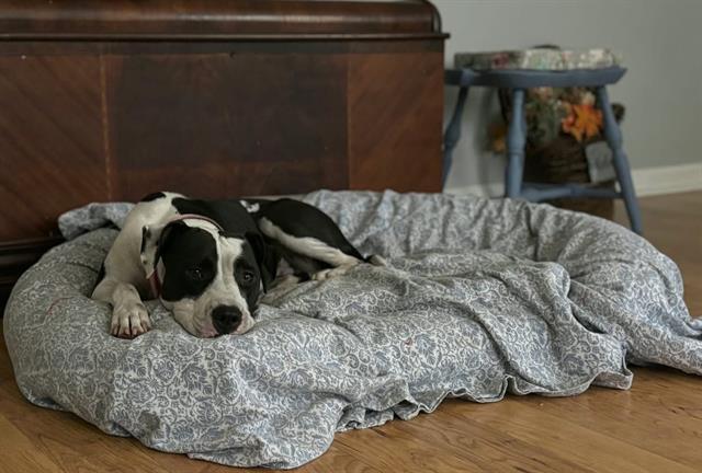 JENNY, Adoptable, Adult Female Pit Bull Terrier.