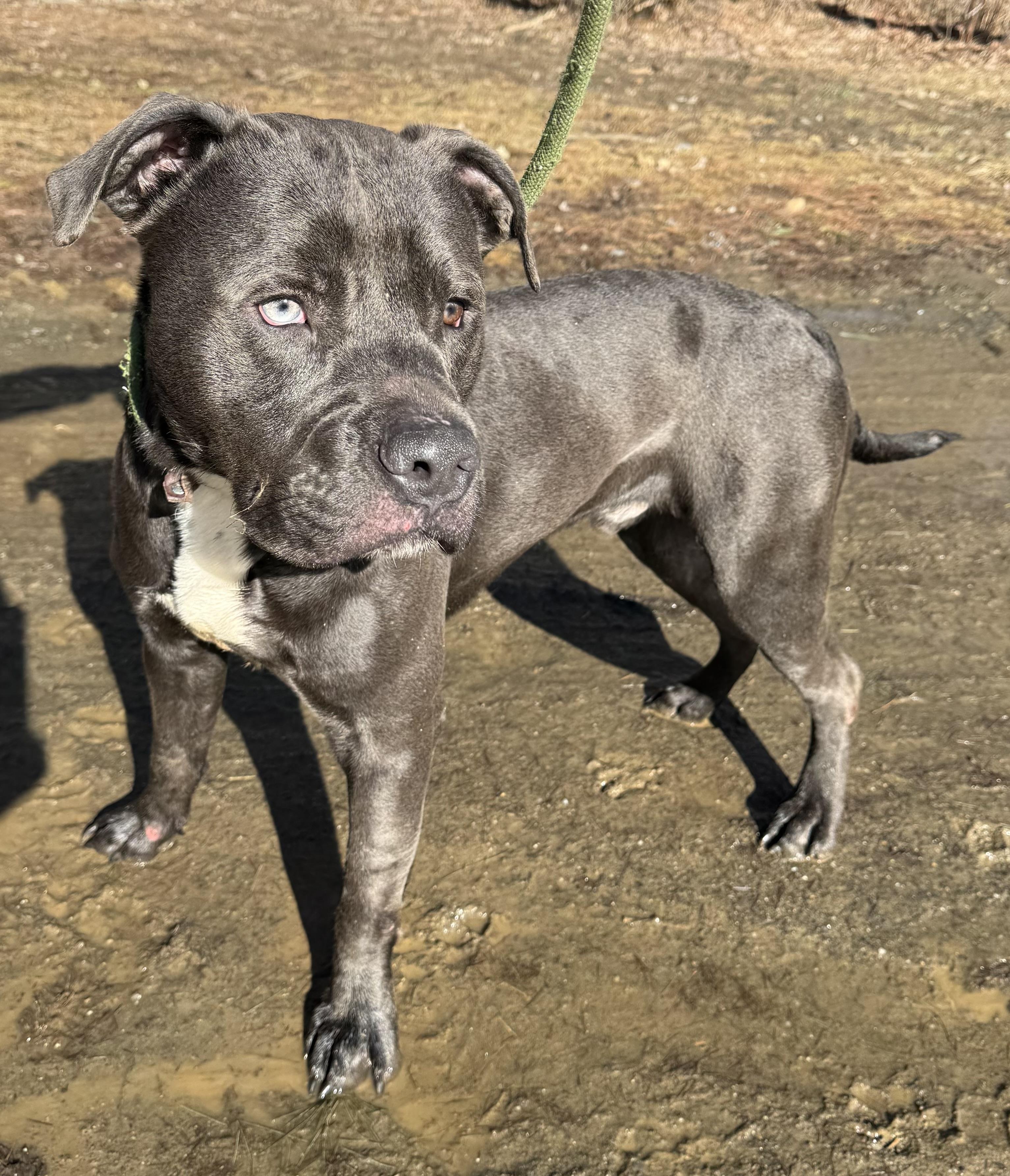 Enlarge Atlas, a Adoptable Mixed Breed in Vassalboro, ME image 1/1