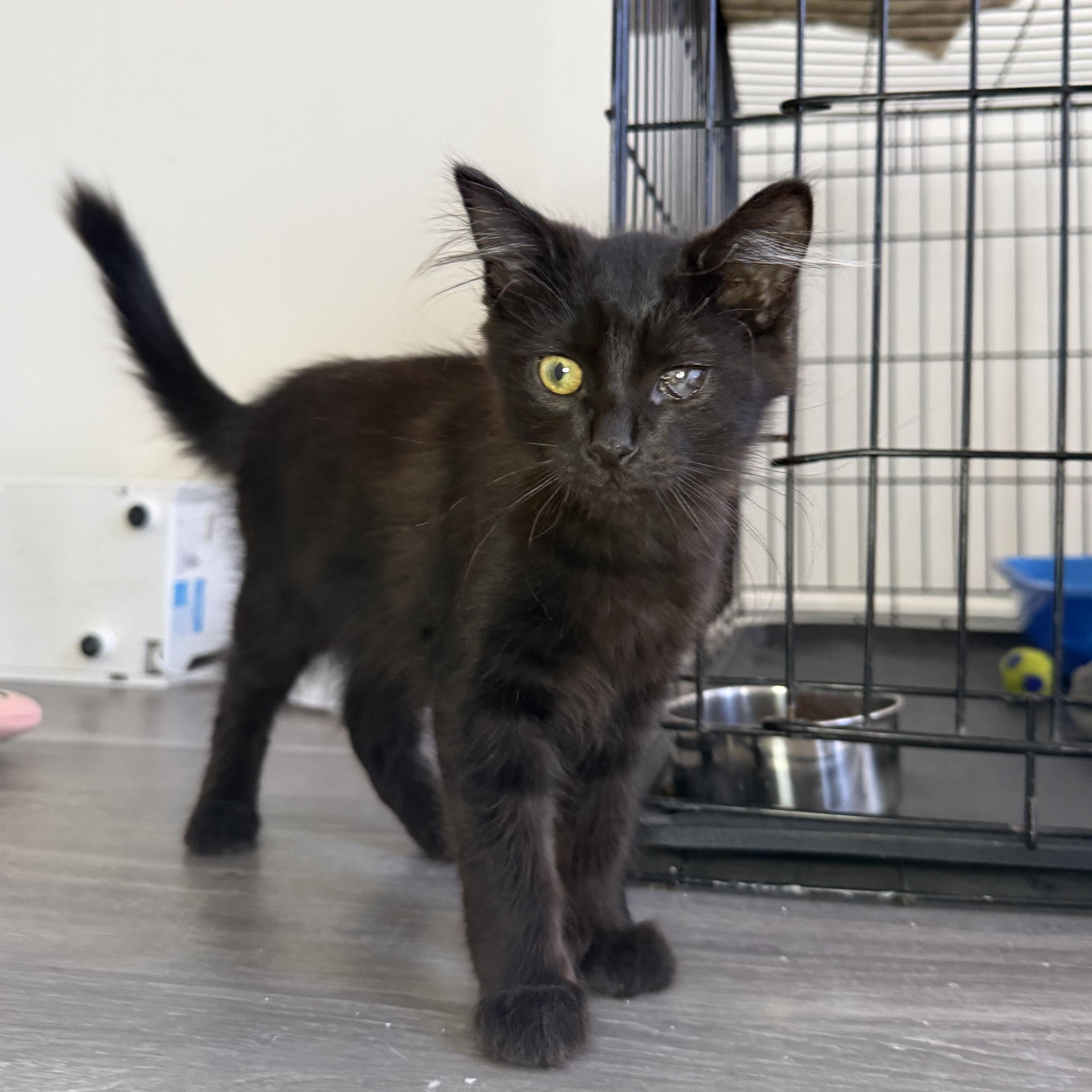 Enlarge BonBon, a ADOPTABLE Domestic Long Hair in Santa Monica, CA image 2/3