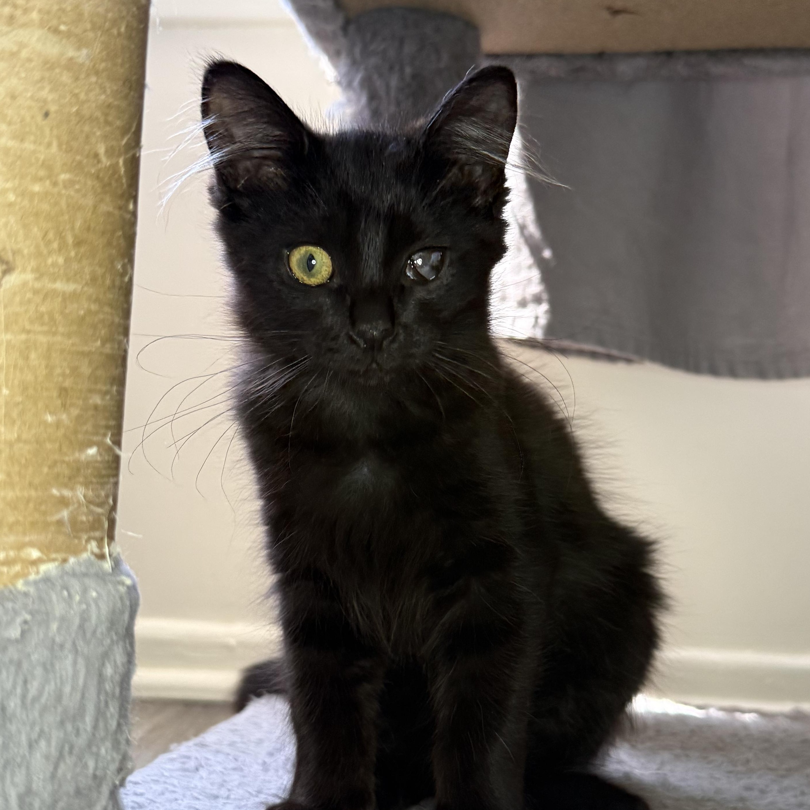 Enlarge BonBon, a ADOPTABLE Domestic Long Hair in Santa Monica, CA image 1/3