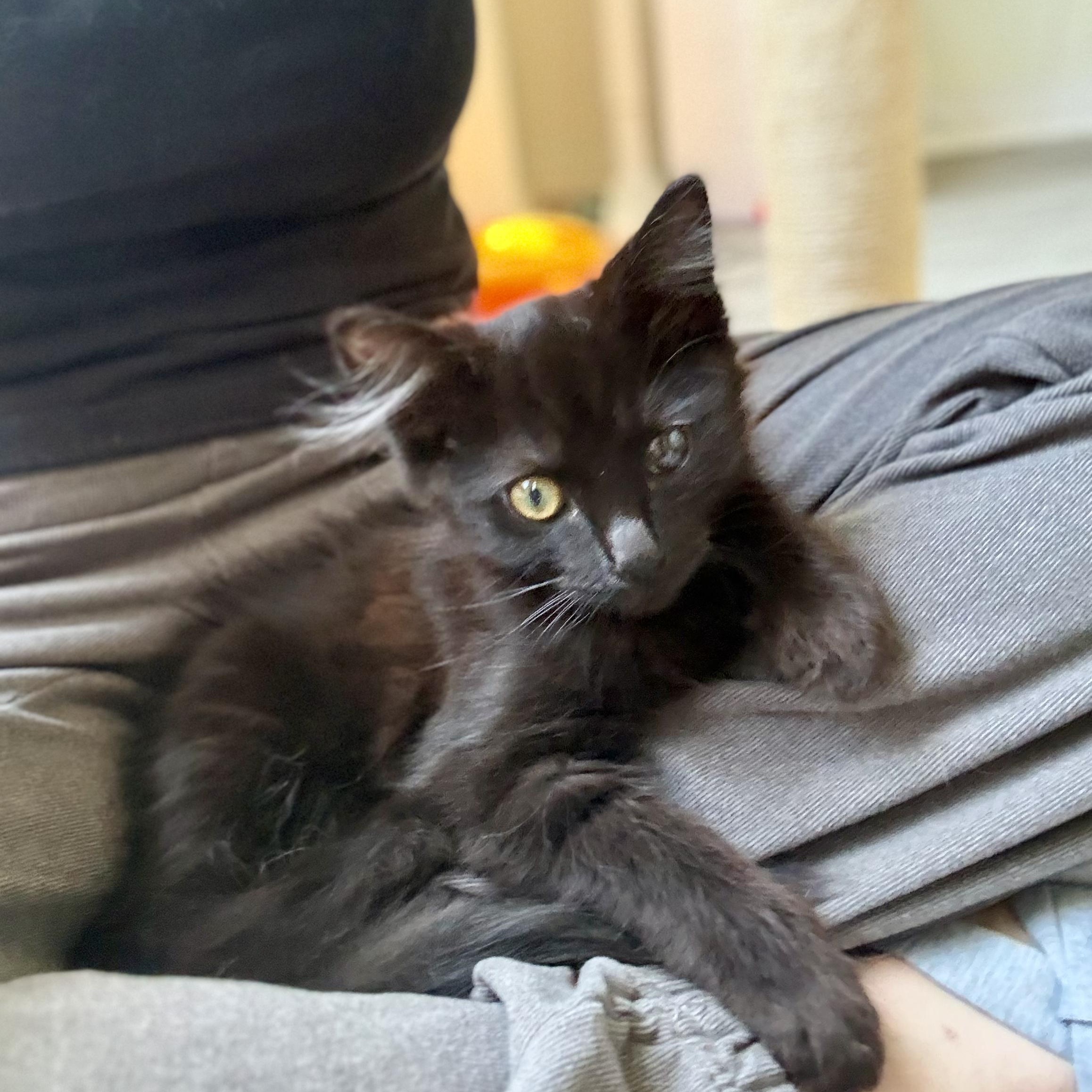 Enlarge BonBon, a ADOPTABLE Domestic Long Hair in Santa Monica, CA image 3/3