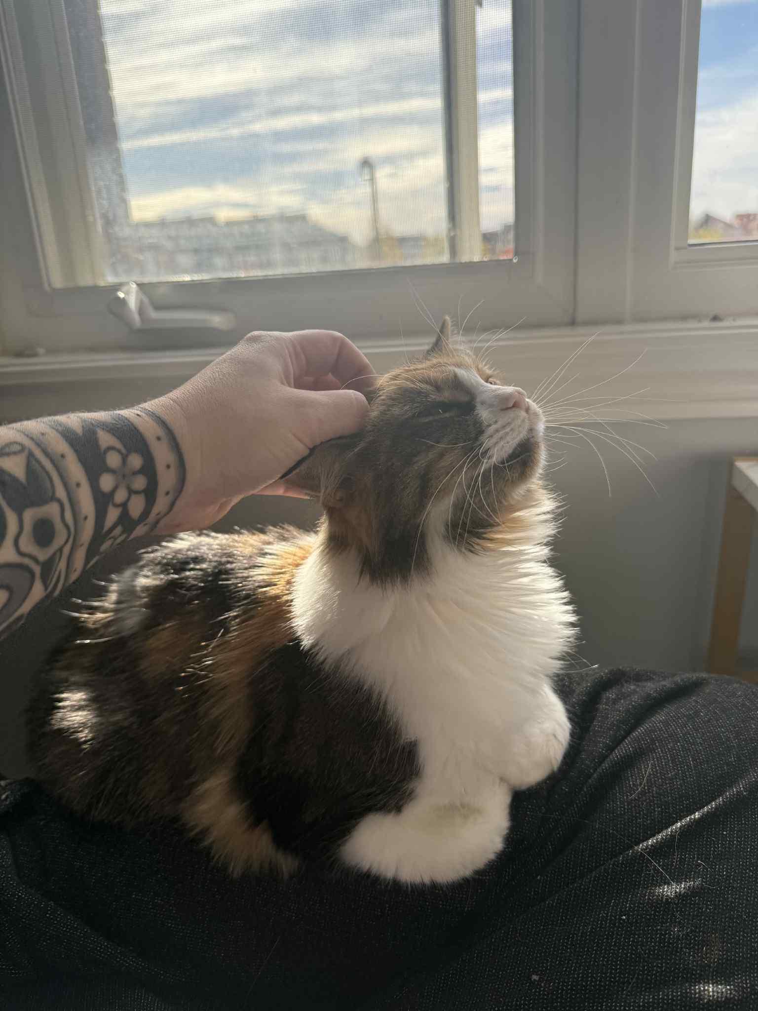 Loretta (f) 3yrs DLH Calico