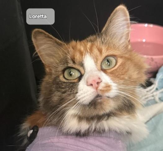 Loretta (f) 3yrs DLH Calico