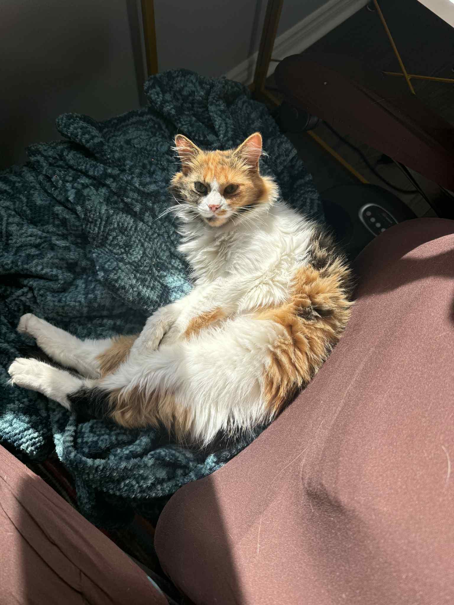 Loretta (f) 3yrs DLH Calico