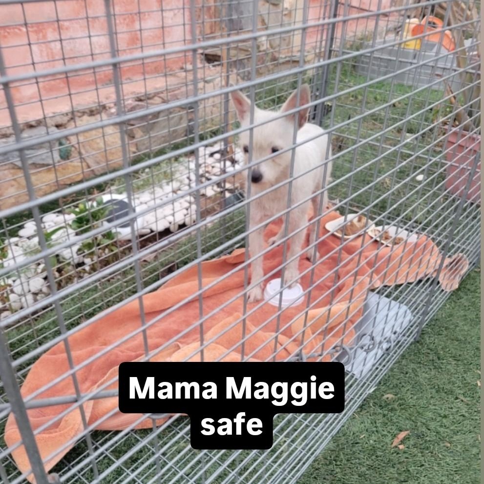 Maggie, a Adopted Terrier in Phoenix, AZ image 2/6